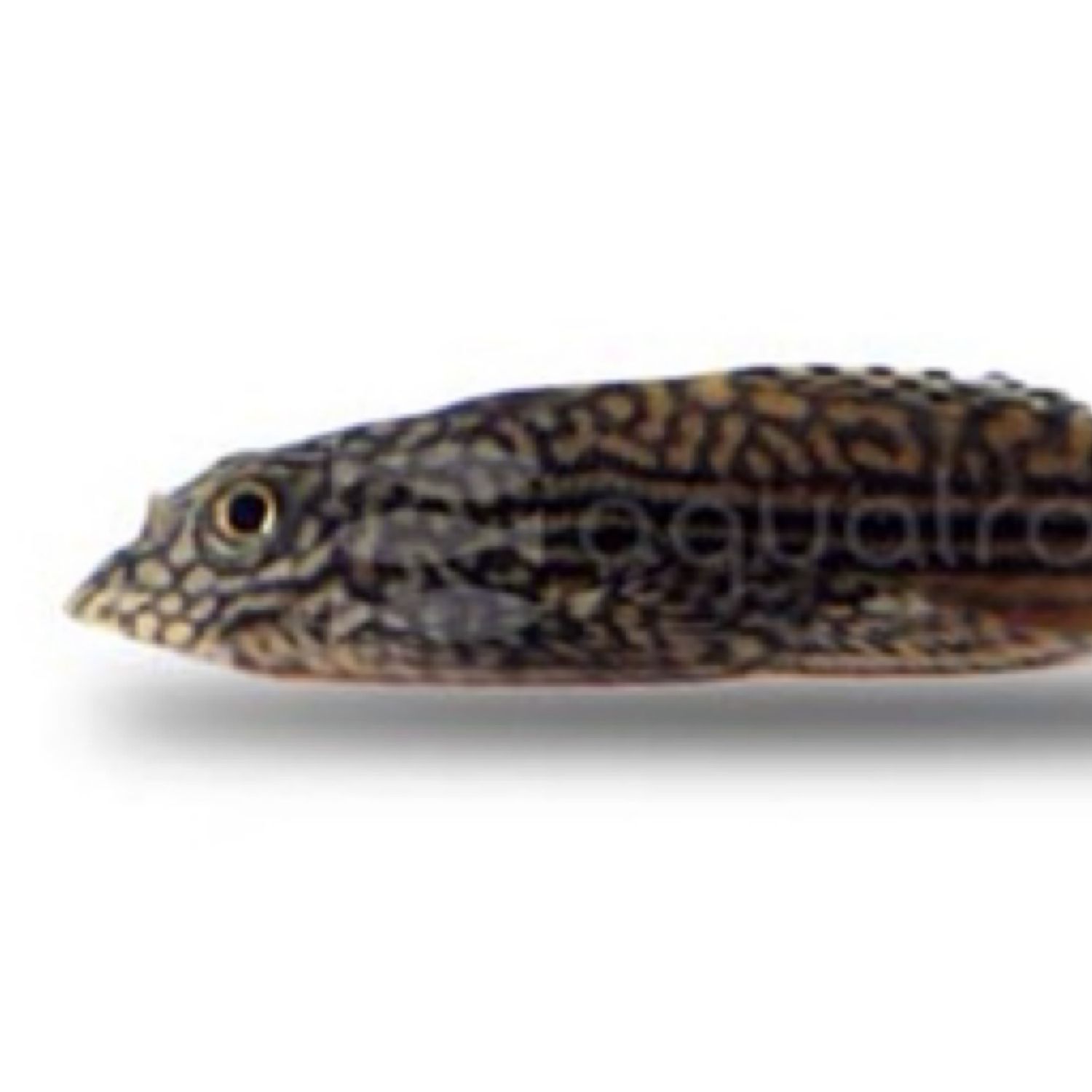 Hillstream Reticulated (Sewellia lineolata)  