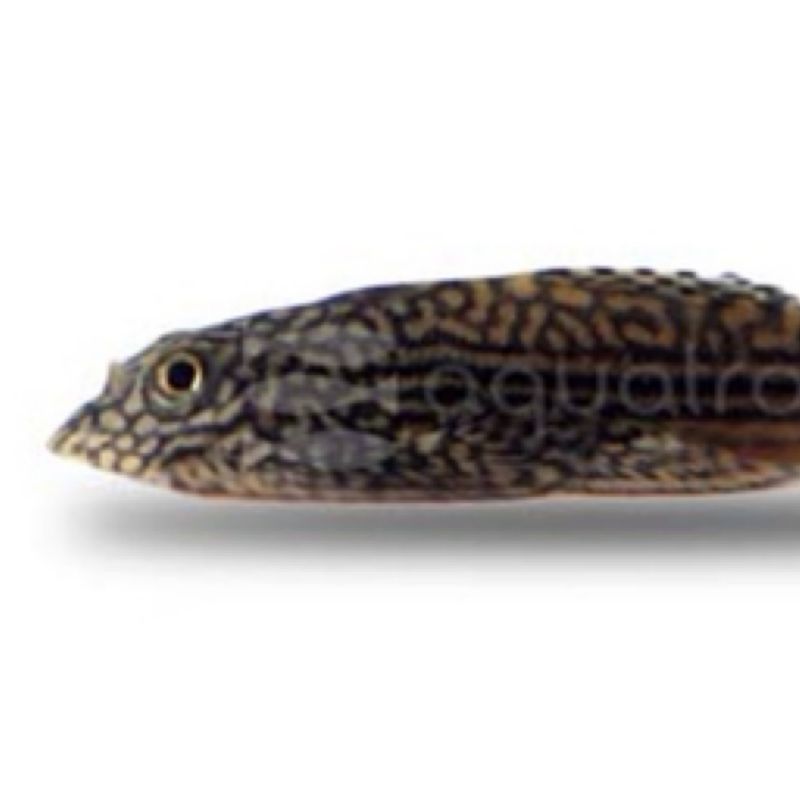 Hillstream Reticulated (Sewellia lineolata)  