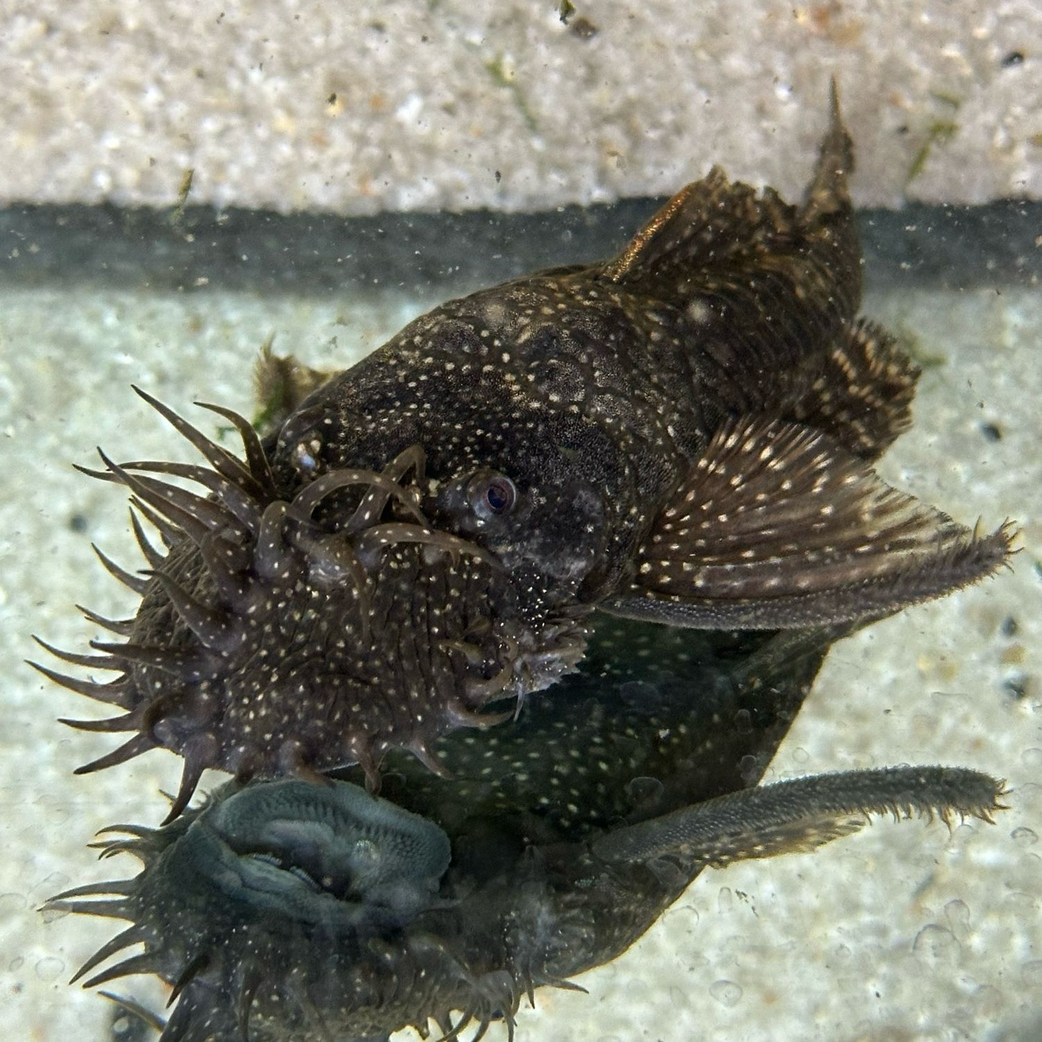 Bristlenose Pleco Lg