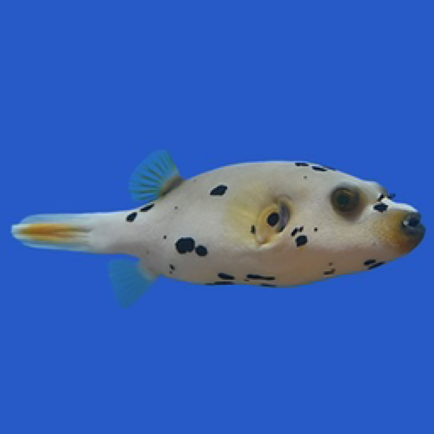 Blackspotted Dogface Puffer