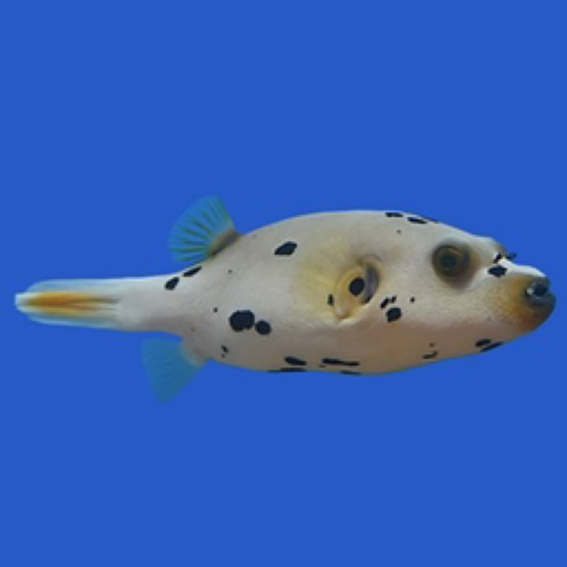 Blackspotted Dogface Puffer