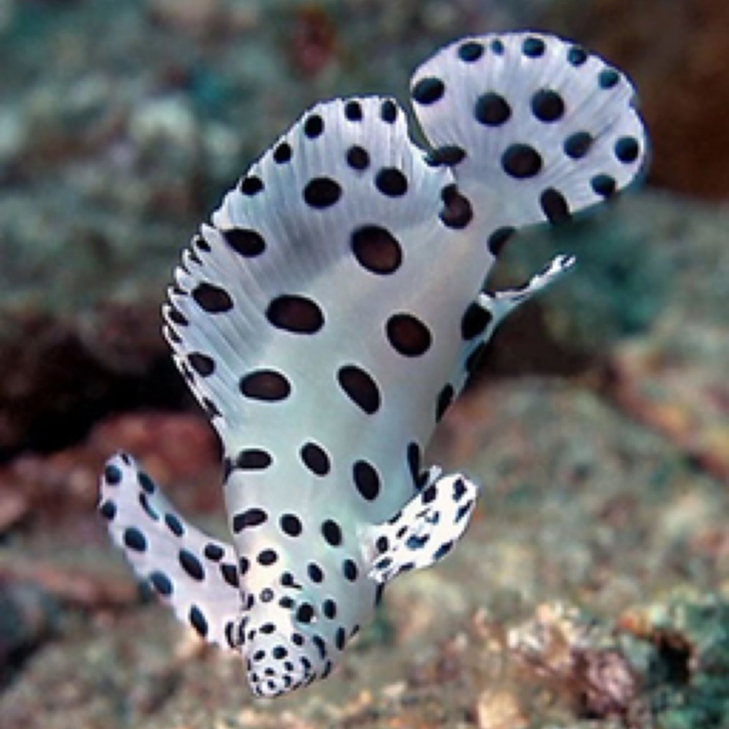 Panther Grouper Juvenile 