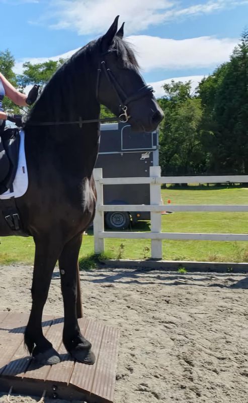 UKFHS | Working Equitation Clinic with Jo Green | 20th September 2025