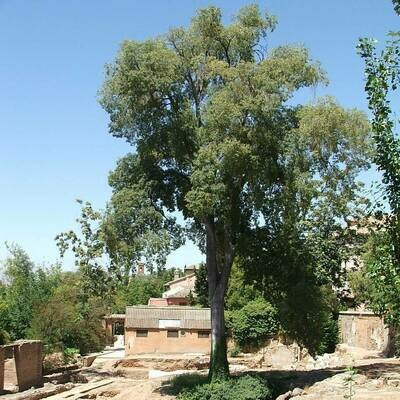 Celtis australis