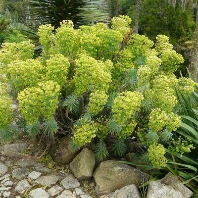 Euphorbia characias  ssp. 'Wulfenii'