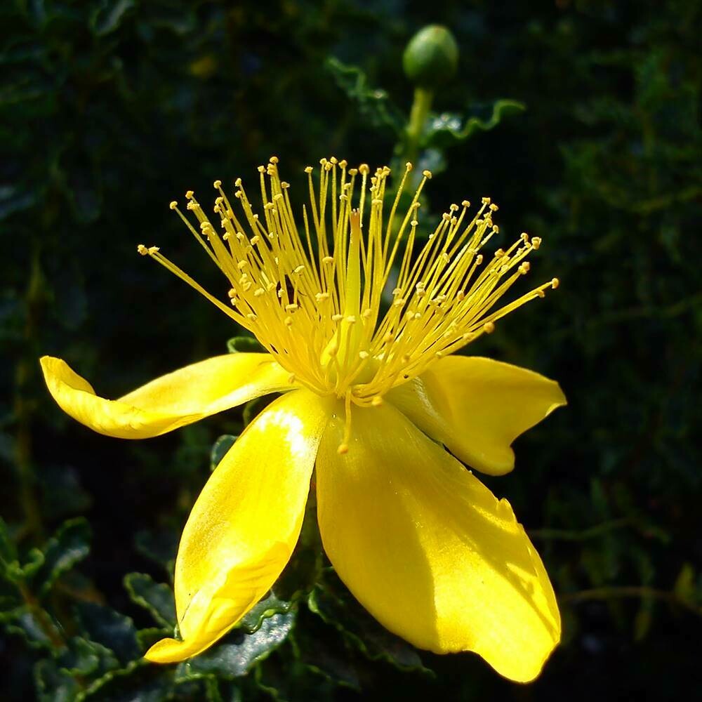 Hypericum balearicum