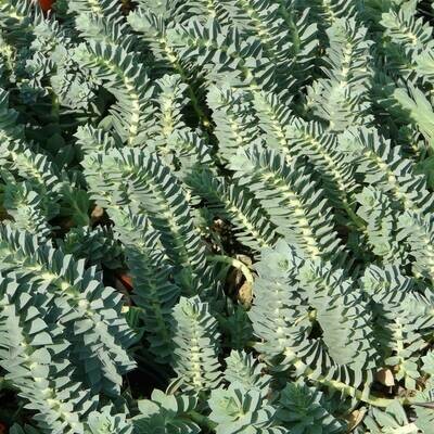 Euphorbia myrsinites (Blue myrtle spurge)