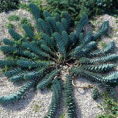 Euphorbia myrsinites (Blue myrtle spurge)