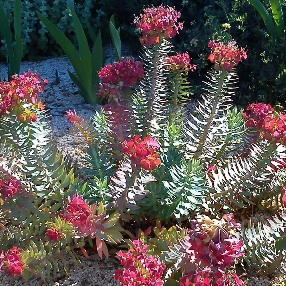 Euphorbia rigida (Upright myrtle spurge)