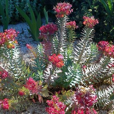 Euphorbia rigida (Upright myrtle spurge)