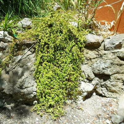 Portulacaria afra prostrata