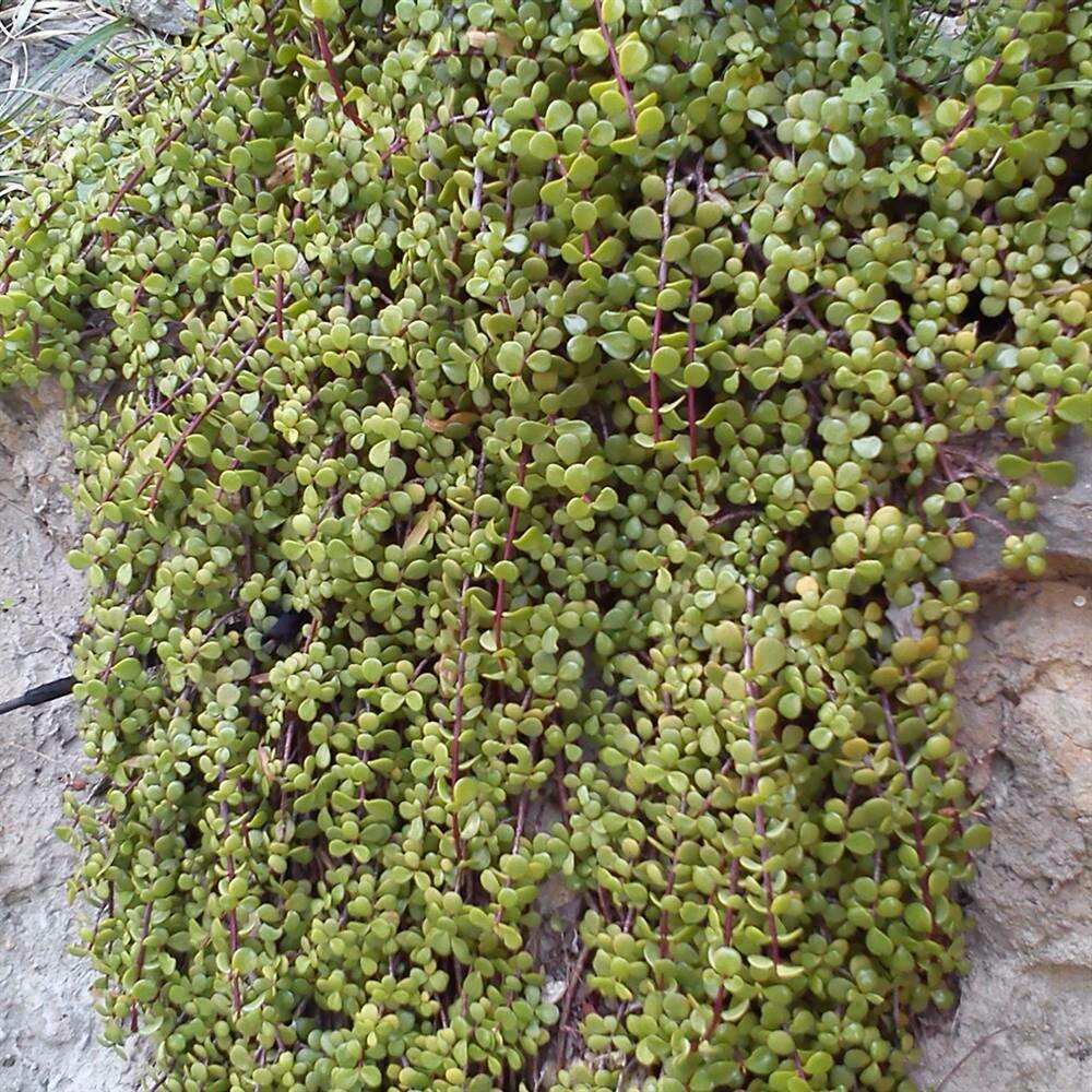 Portulacaria afra prostrata