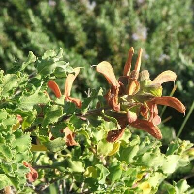 Salvia aurea