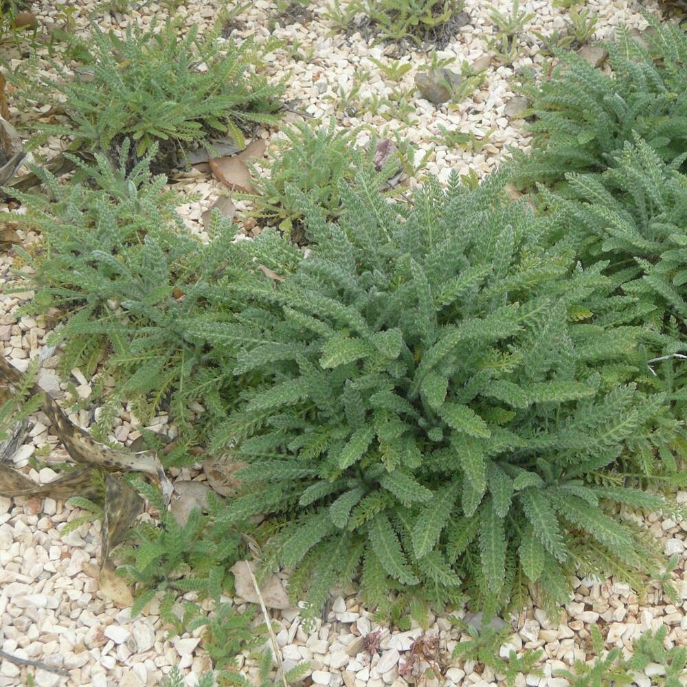 Achillea crithmifolia