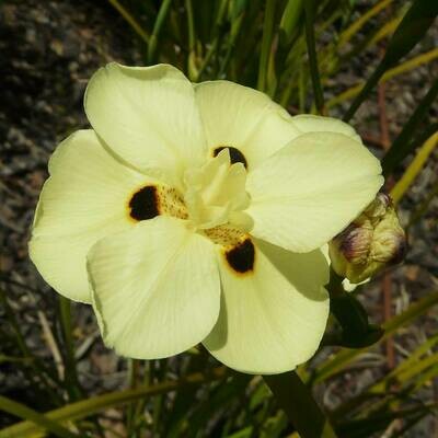 Dietes bicolor