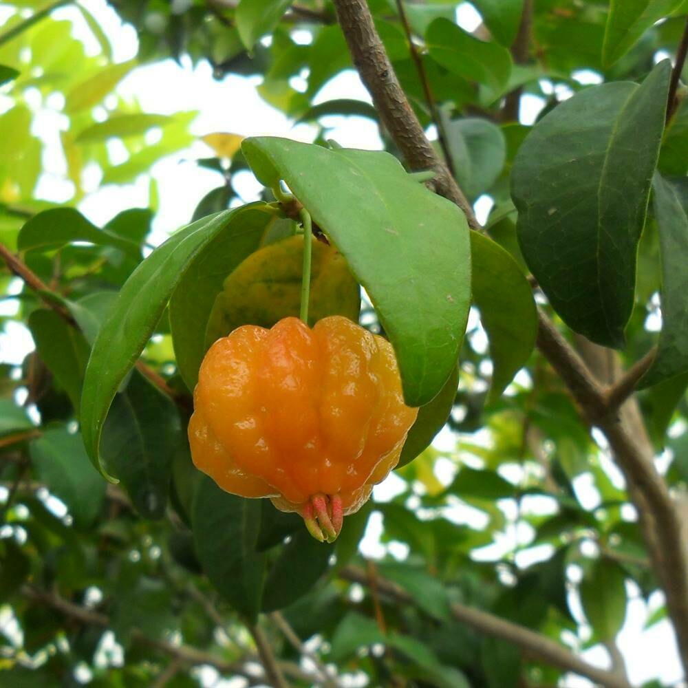 Eugenia uniflora