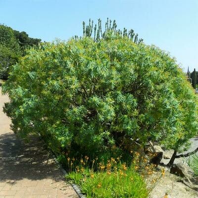 Euphorbia regis jubae