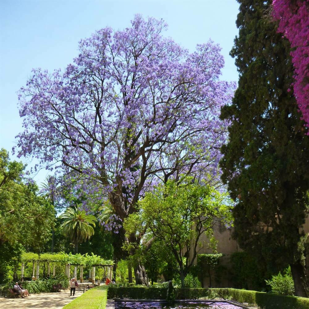 Jacaranda mimosifolia