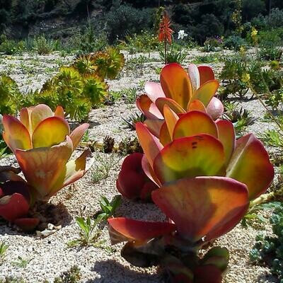 Kalanchoe thyrsiflora