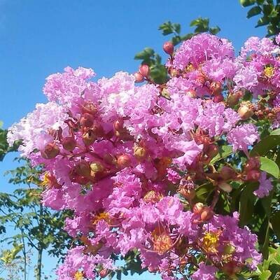 Lagerstroemia indica