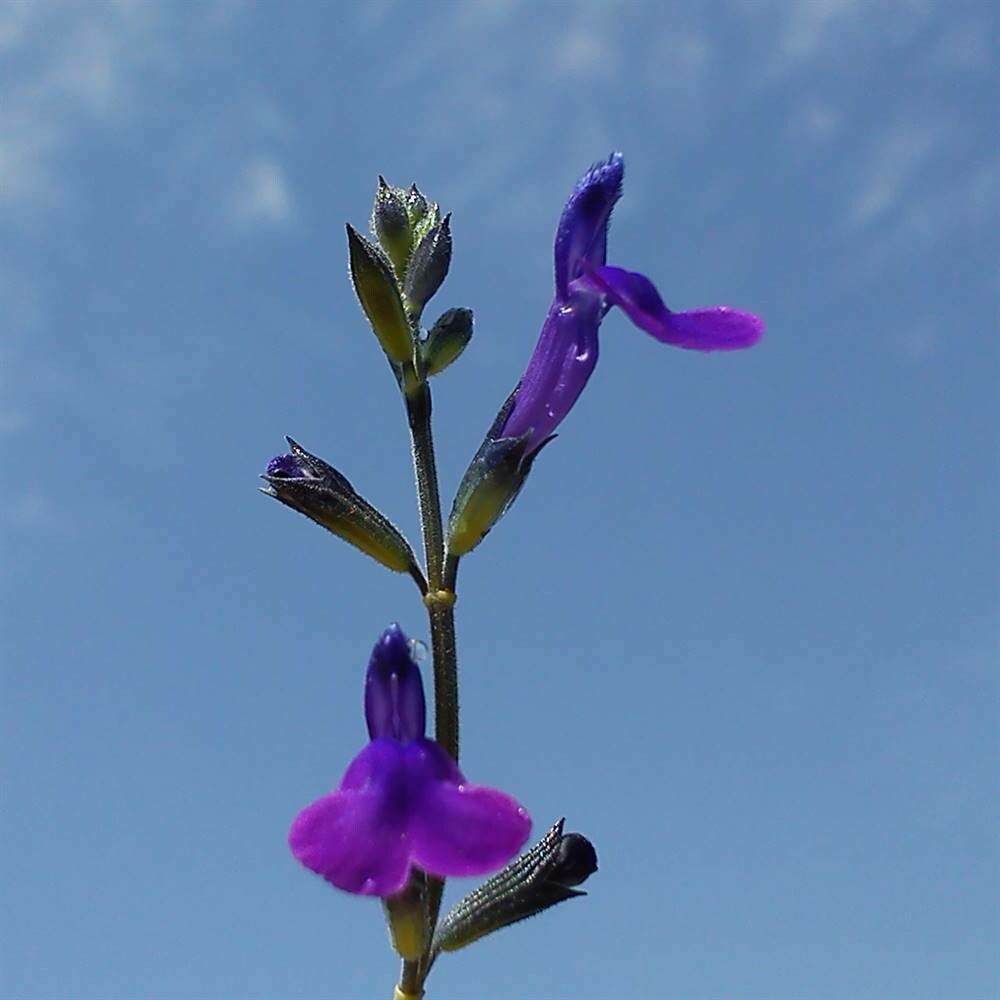 Salvia lycioides