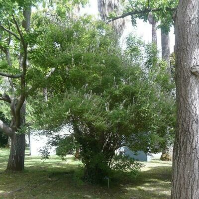 Vitex agnus-castus purpurea