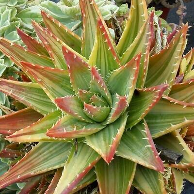 Aloe x nobilis variegata