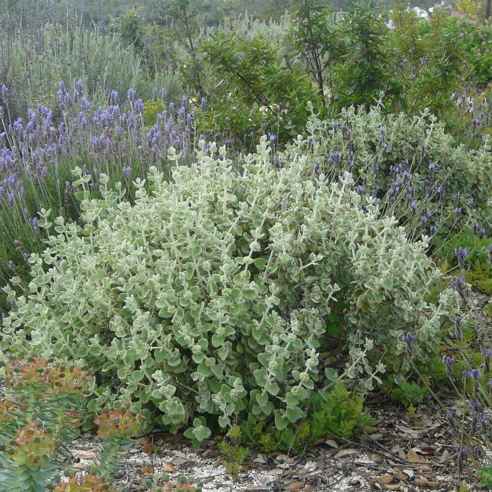 Ballota pseudodictamnus