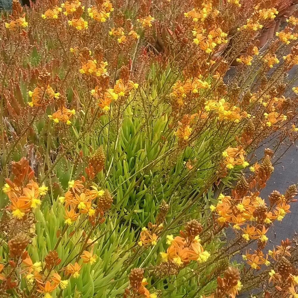 Bulbine frutescens &#39;Hallmark&#39;