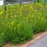 Bulbine frutescens