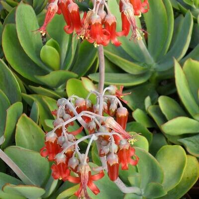 Cotyledon orbiculata 'macrantha'
