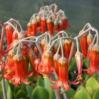 Cotyledon orbiculata &#39;macrantha&#39;
