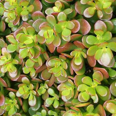 Crassula ovata