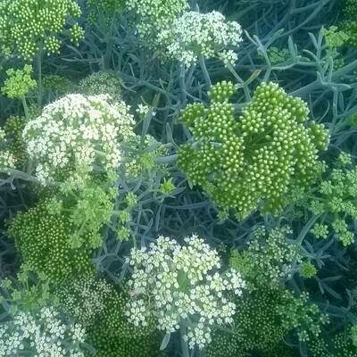 Crithmum maritimum