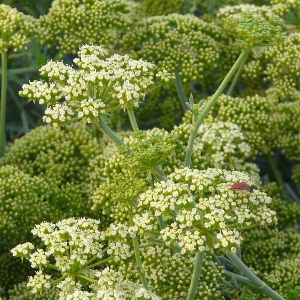 Crithmum maritimum