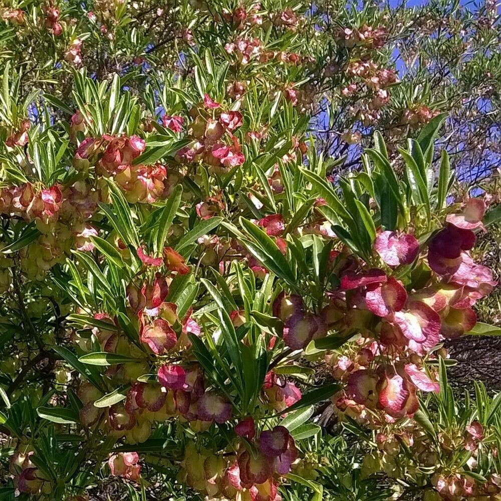 Dodonea viscosa var. purpurea