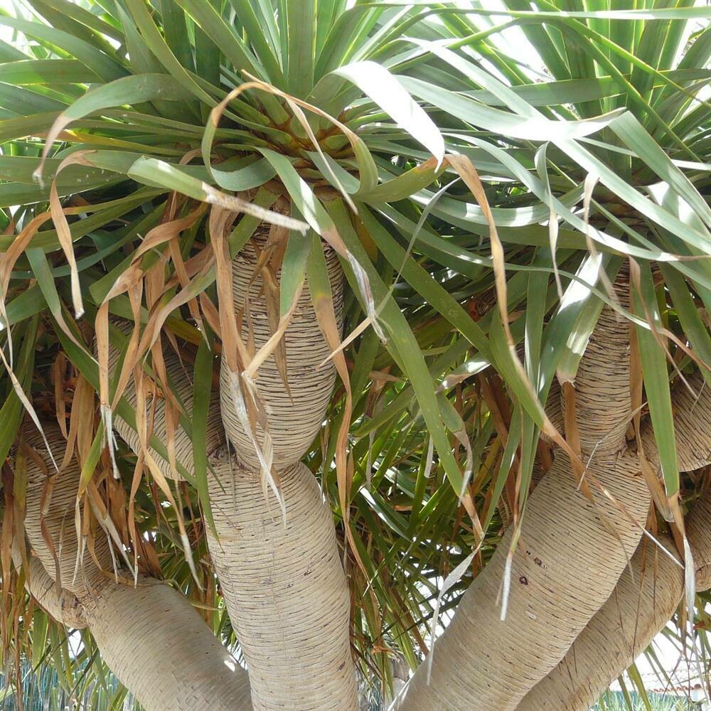 Dracaena draco
