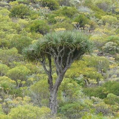 Dracaena draco