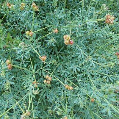 Dorycnium pentaphyllum
