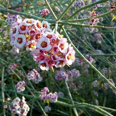 Euphorbia xantii