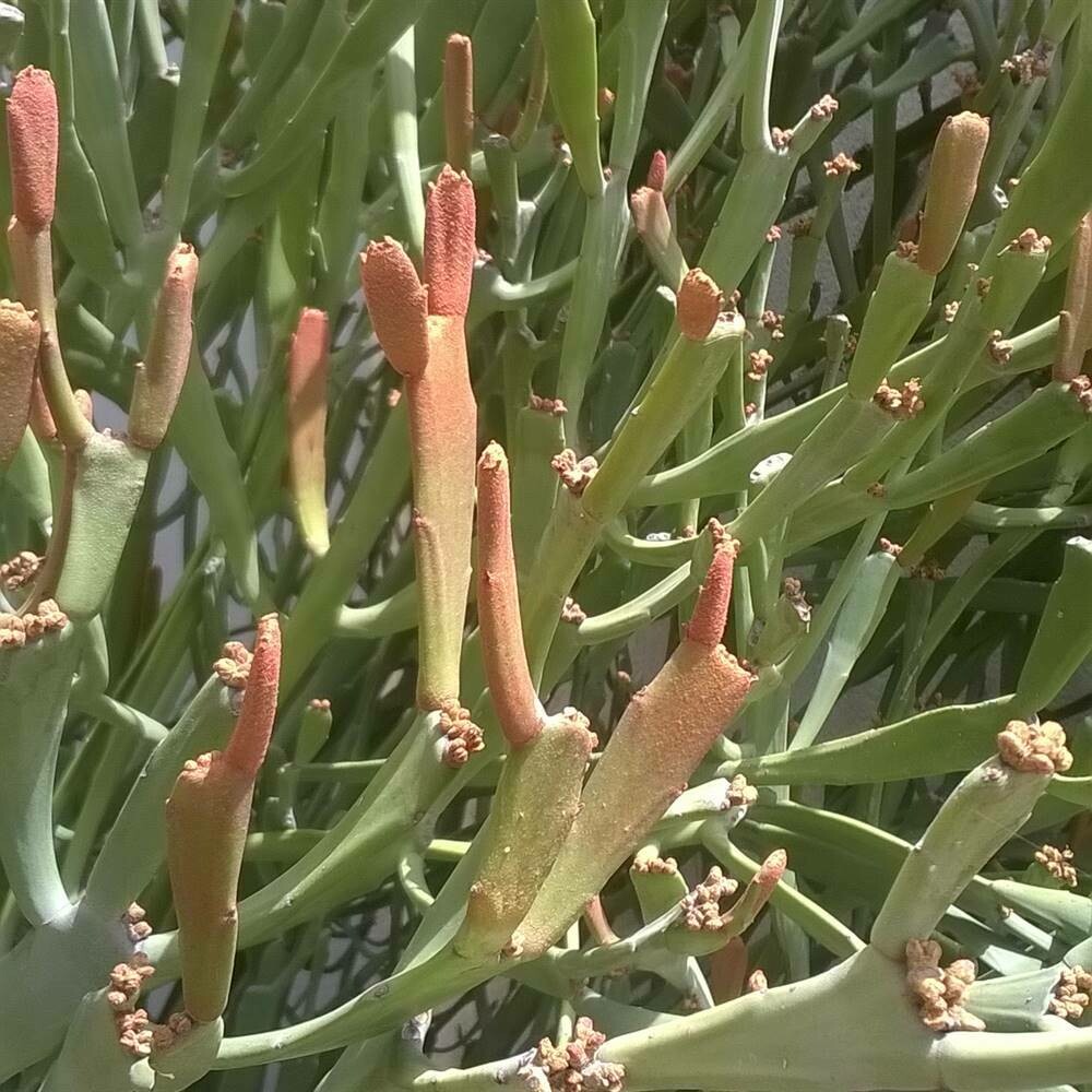 Euphorbia xylophyloides