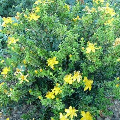 Hypericum balearicum