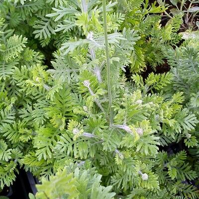 Lavandula multifida