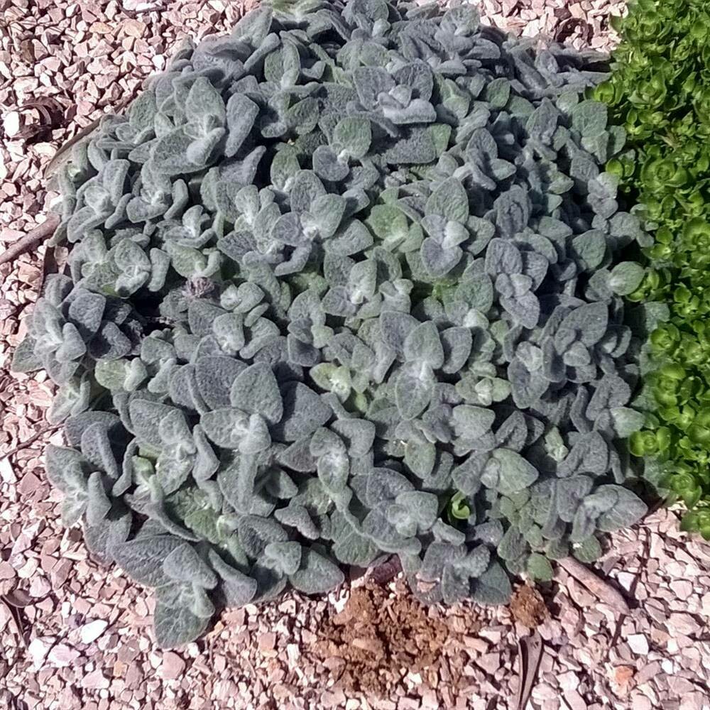 Origanum dictamnus