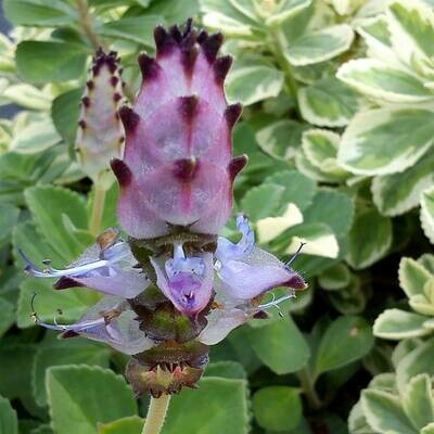 Plectranthus neochilus (variegated)