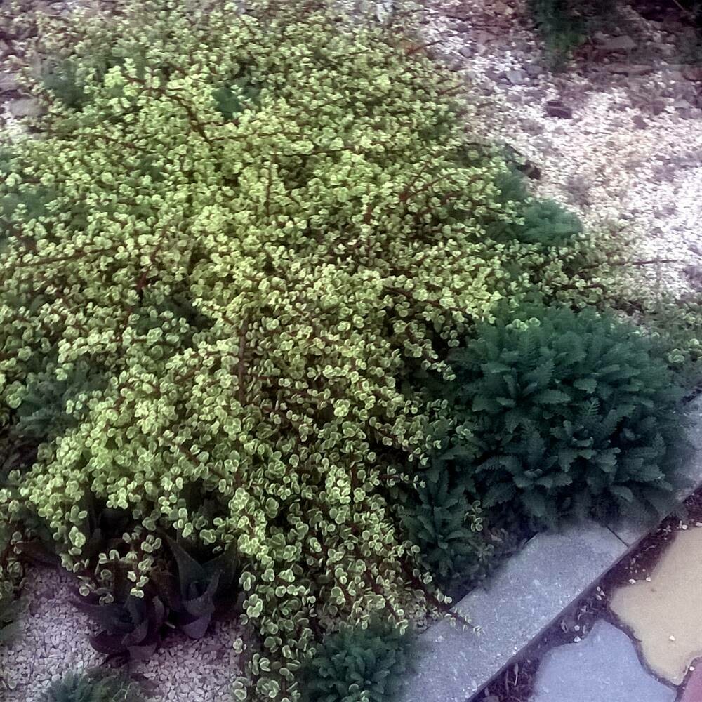 Portulacaria afra variegata