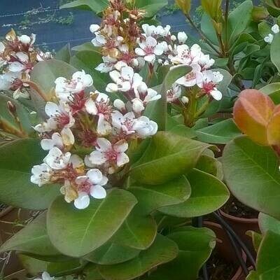 Rhaphiolepis umbellata 'Minor'