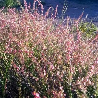 Rumex induratus