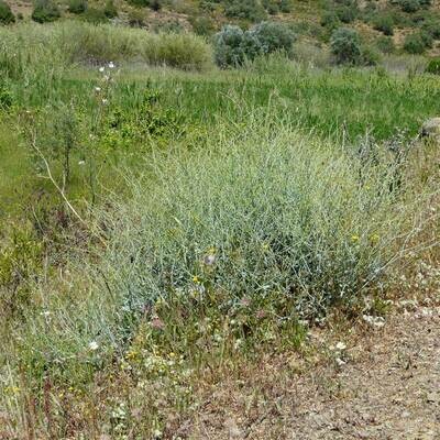 Rumex induratus