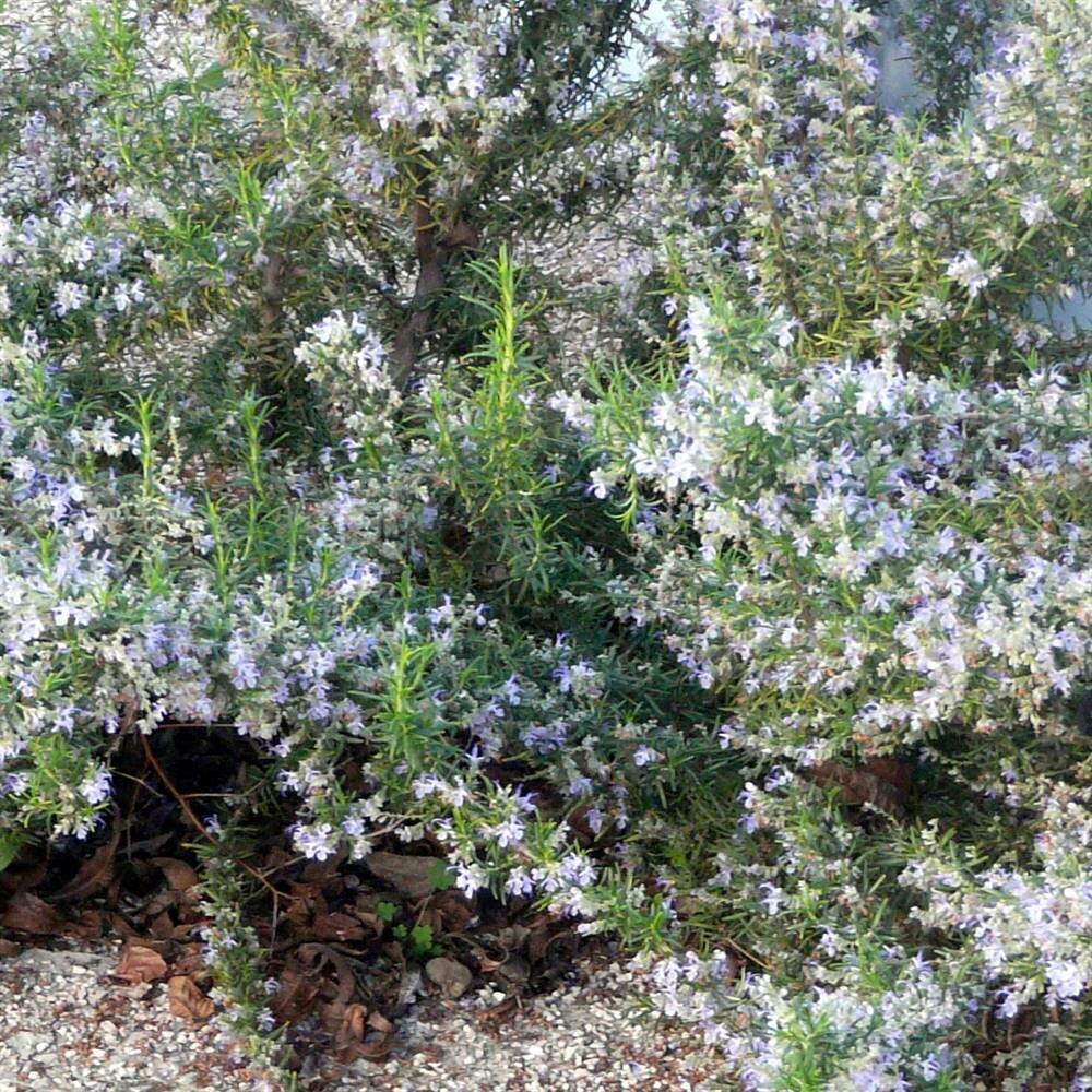 Salvia rosmarinus &#39;Boule&#39; (Prostratus Group)